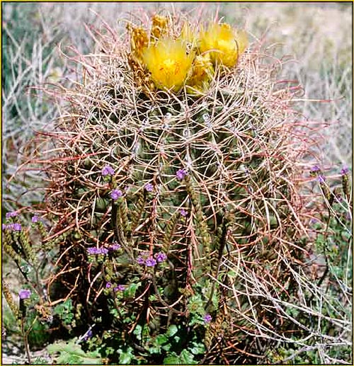 Barrel Cactus, Ferocactus acanthodes