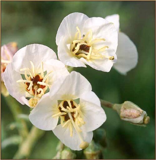 Brown Eyed Evening Primrose, Camissonia clavaeformis