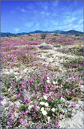 Desert Sand Verbena, Abronia villosa