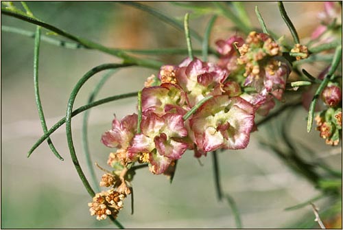 Hymenoclea salsola, Cheesebush