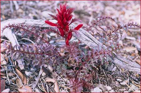 Pedicularis densiflora, Indian Warrior