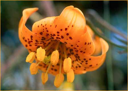 Lilium columbianum, Columbia Lily