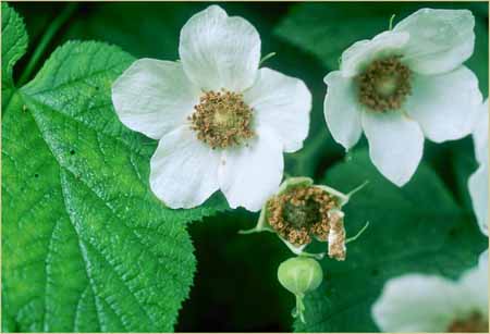 Rubus parviflorus, Thimble Berry