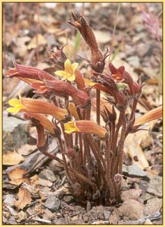 Orobanche fasciculata, Clustered Broomrape