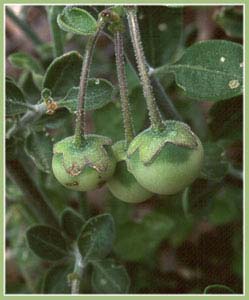 Purple Nightshade, Solanum xanti