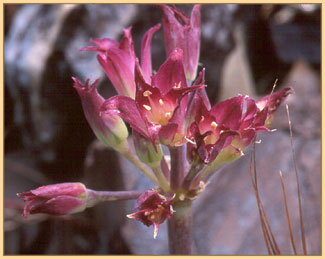 Allium acuminatum, Hookers Onion