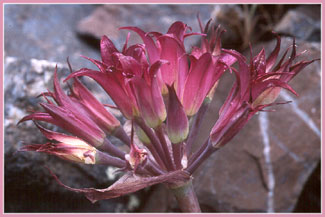 Hookers Onion, Allium acuminatum
