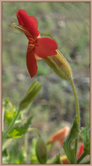 Scarlet Monkey Flower, Mimulus cardinalis