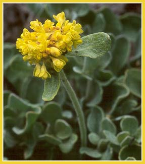 Eriogonum umbellatum, Sulphur Flower