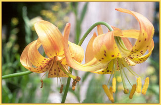 Wiggins Lily, Lilium pardalinum ssp wigginsii