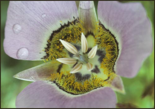 Gunnisons Mariposa Lily, Calochortus gunnisonii