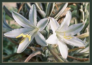 Desert Lily, Hesperocallis undulata