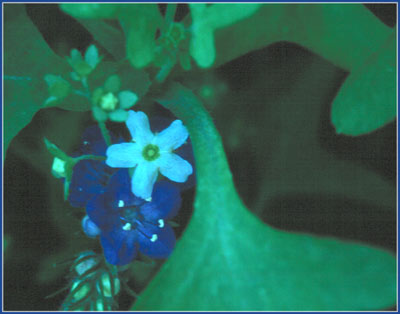 Fiesta Flower, Pholistoma membranaceum