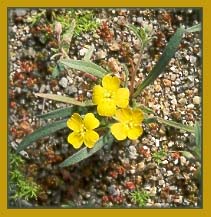 Spencer Primrose, Oenothera micrantha exfoliata