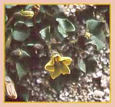 Ground Cherry, Physalis crassifolia