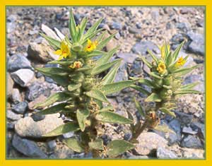 Mohavea breviflora, Death Valley Mohavea