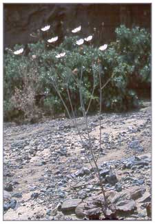 Gravelghost, Atrichoseris platyphylla