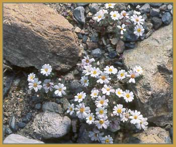 Mojave Desert Star, Monoptilon bellioides