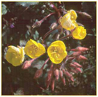 Golden Evening Primrose, Camissonia brevipes