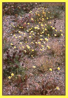 Desert Dandelion, Malacothrix glabrata
