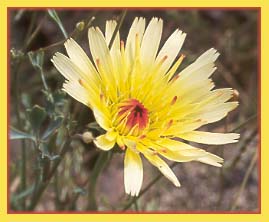 Desert Dandelion, Malacothrix glabrata