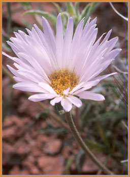 Aster sp, Aster