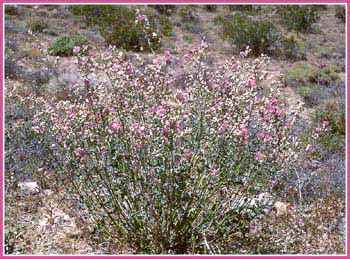 Desert Mallow, Sphaeralcea ambigua