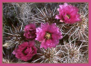 Echinocereus engelmannii, Hedgehog Cactus