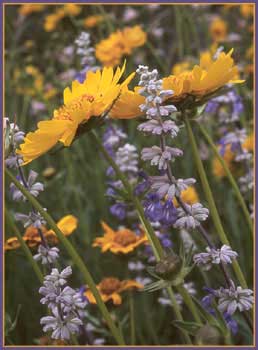 Salvia farinacea, Mealy Sage
