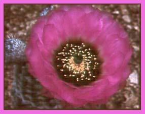 Lace Cactus, Echinocereus reichenbachii