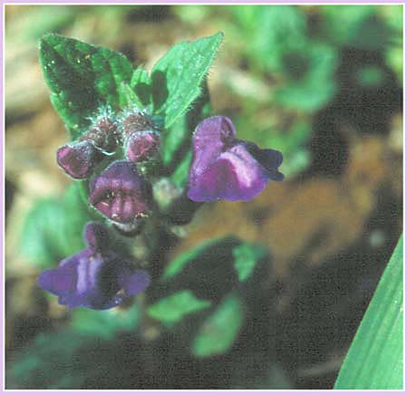 Dannys Skullcap, Scutellaria tuberosa