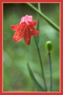 Scarlet Fritillary, Fritillaria recurva