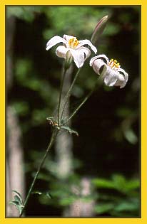 Chaparral Lily, Lilium rubescens