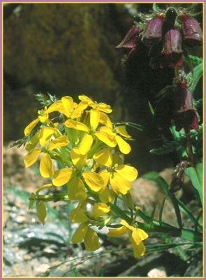 Wallflower, Erysimum sp