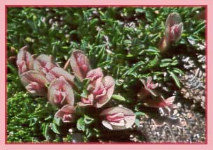Trifolium dasphyllum, Alpine Clover