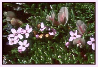 Alpine Clover, Trifolium dasphyllum