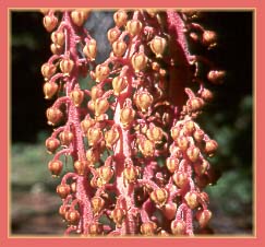Pine Drops, Pterospora andromedea