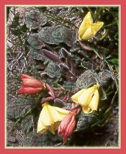 Oenothera xylocarpa, Sierra Evening Primrose