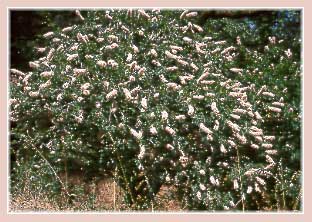 Aesculus californica, Buckeye