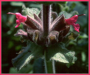 Salvia spathacea, Hummingbird Sage