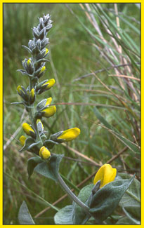 False Lupine, Thermopsis macrophylla