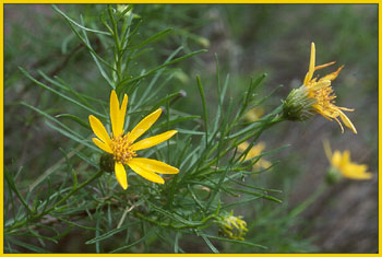 Ericameria linearifolia, Bush Sunflower