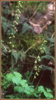 Tellima grandiflora, Fringe Cups