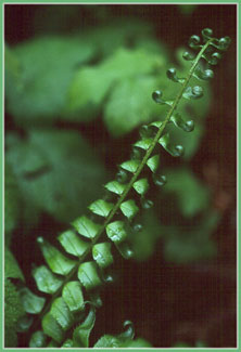 Sword Fern, Polystichum munitum