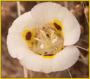 Calochortus vestae, Coast Range Mariposa Lily
