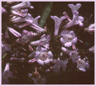 Eriodictyon californicum, Yerba Santa