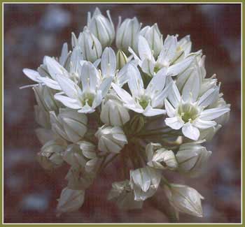 White Hyacinth, Triteleia hyacinthina