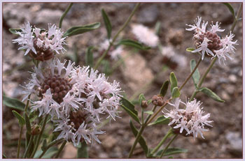 Monardella odoratissima, Mountain Pennyroyal