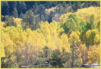 Populus tremuloides, Aspen