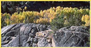 Populus tremuloides, Aspen